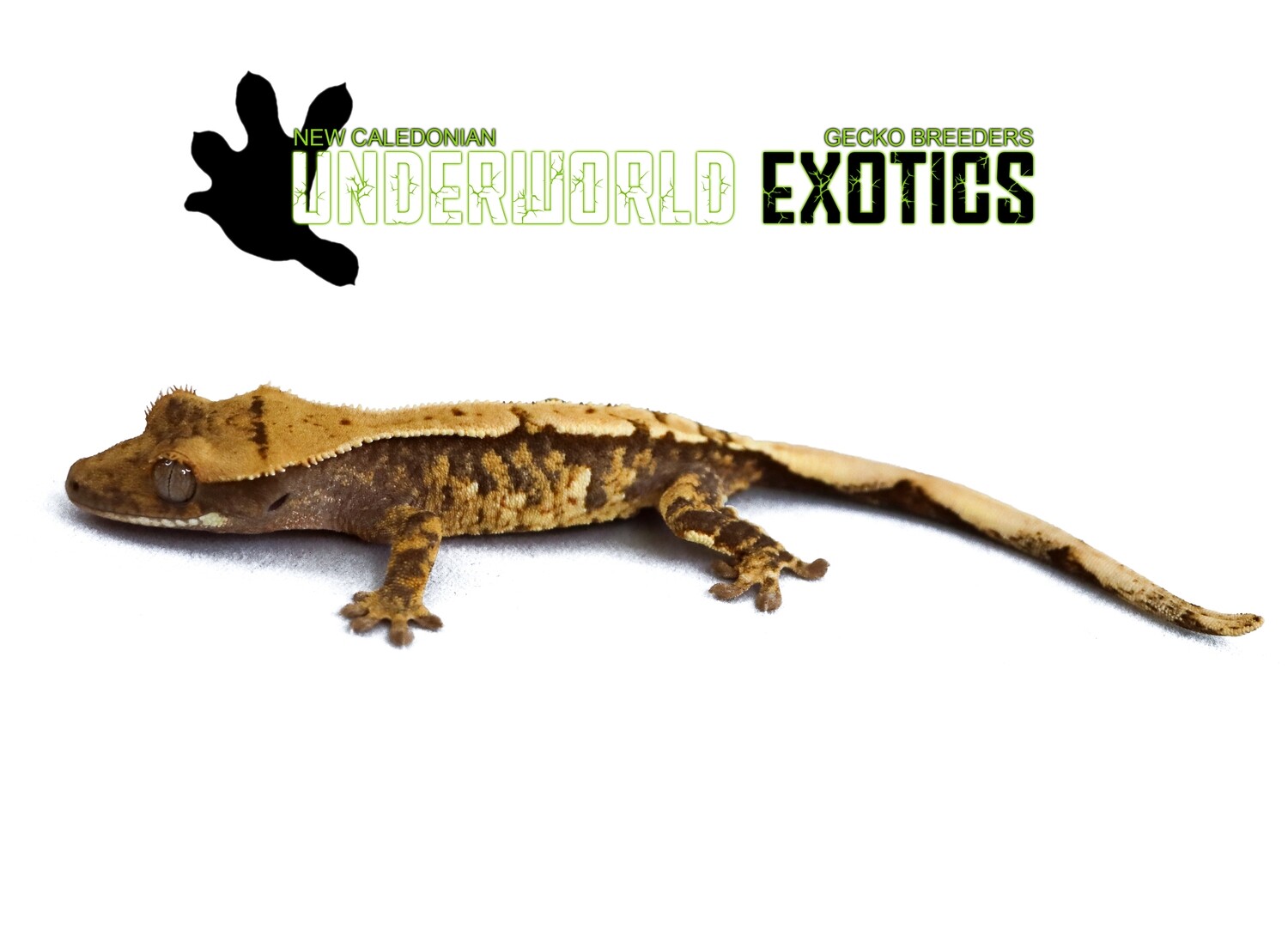 [UE096] Unsexed EXTREME Tricolor Crested Gecko Correlophus Ciliatus