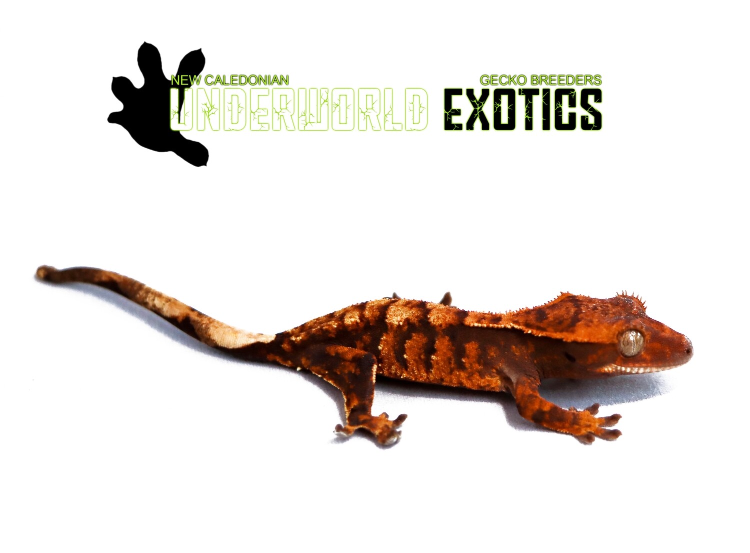 [UEGC035] Unsexed Ultra HIGH COLOR Tricolor Tiger Crested Gecko Correlophus Ciliatus
