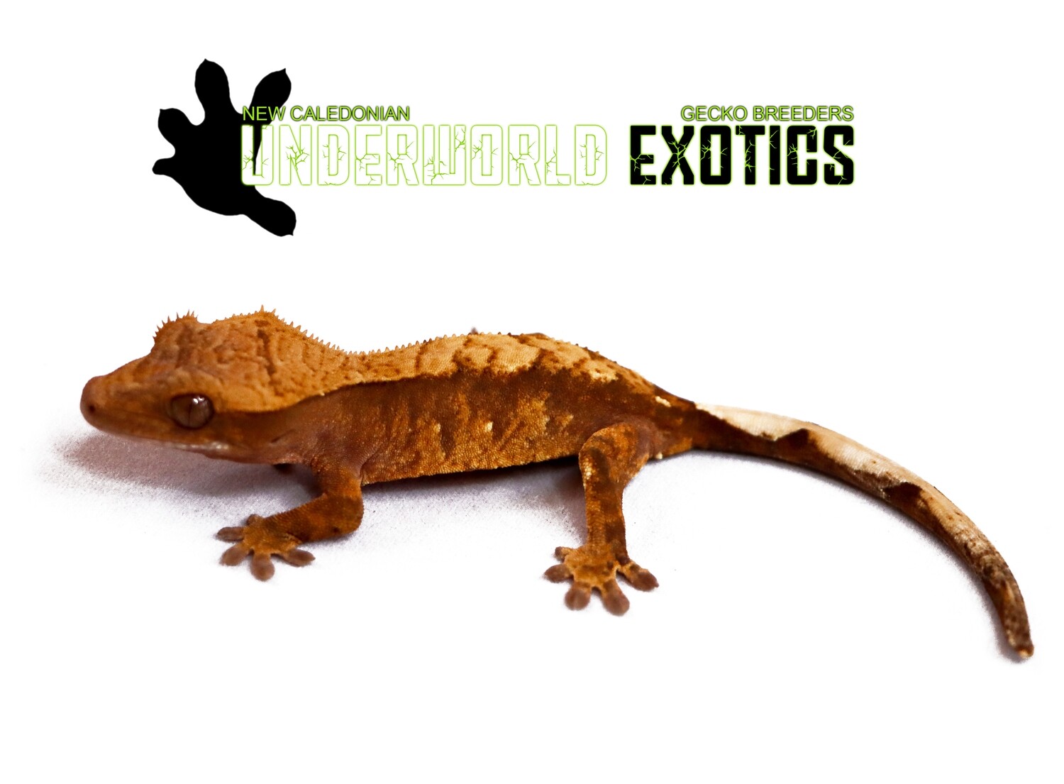 [UEGC054] Unsexed Brown Base Harlequin Crested Gecko Correlophus Ciliatus