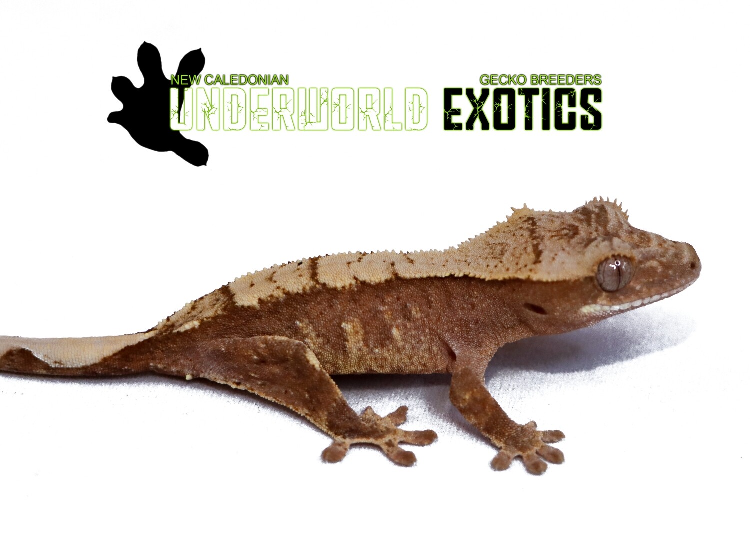 [UEGC055] Unsexed Brick Harlequin Crested Gecko Correlophus Ciliatus