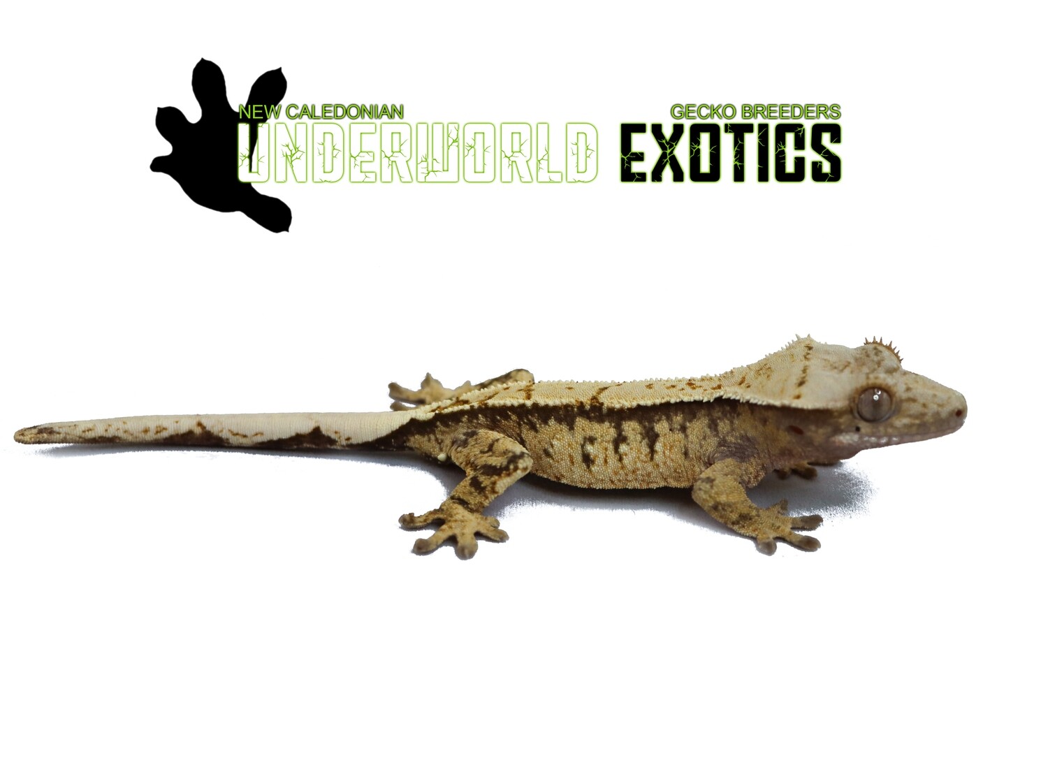 [UEGC045] Male SUPER HIGH COLOR & PATTERN Crested Gecko Correlophus Ciliatus