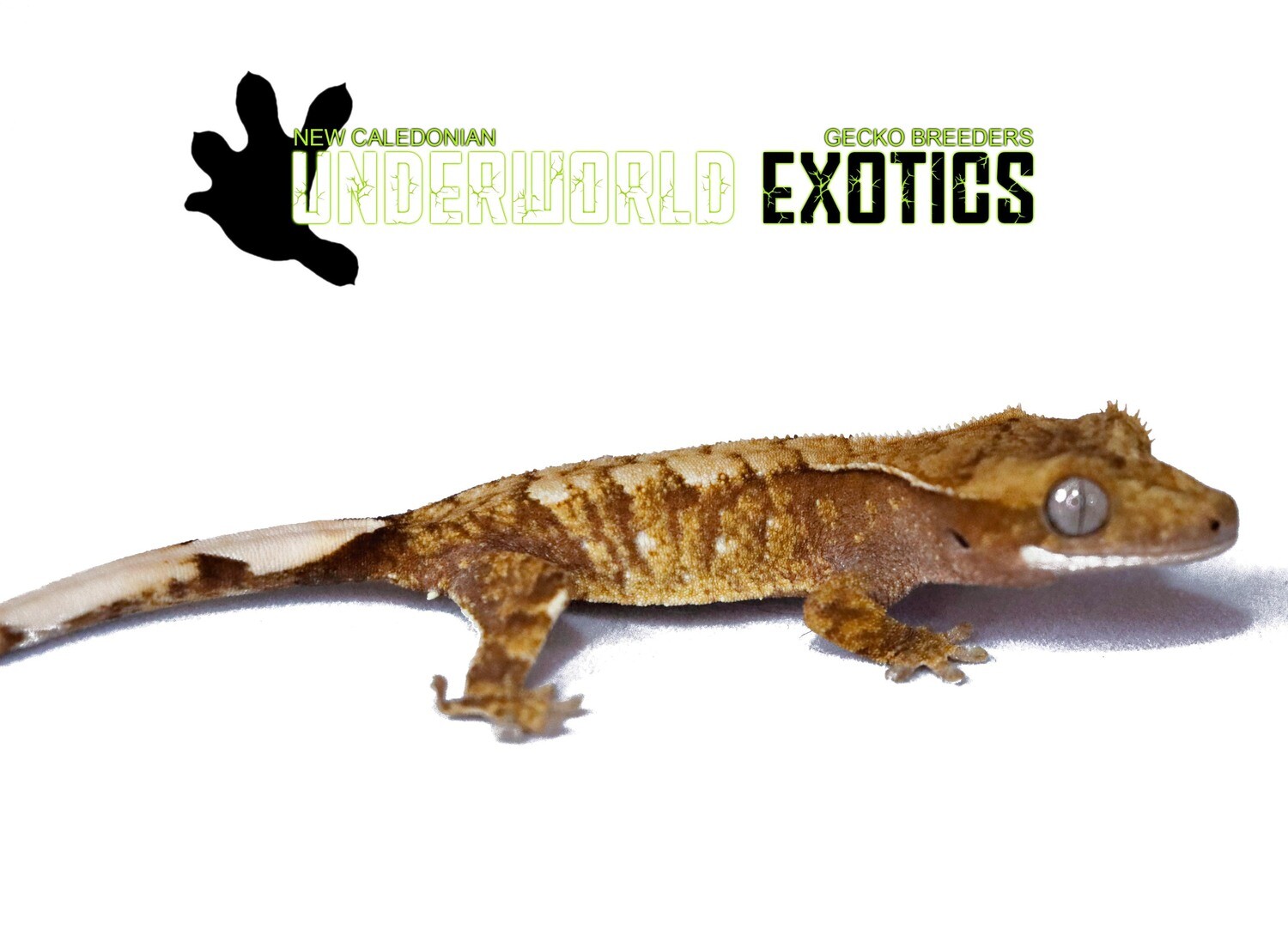 [UEGC033] Unsexed Extreme High Pattern Harlequin Crested Gecko Correlophus Ciliatus