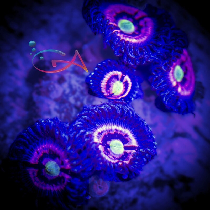 Coral - Frag - Zoa Pink Zipper