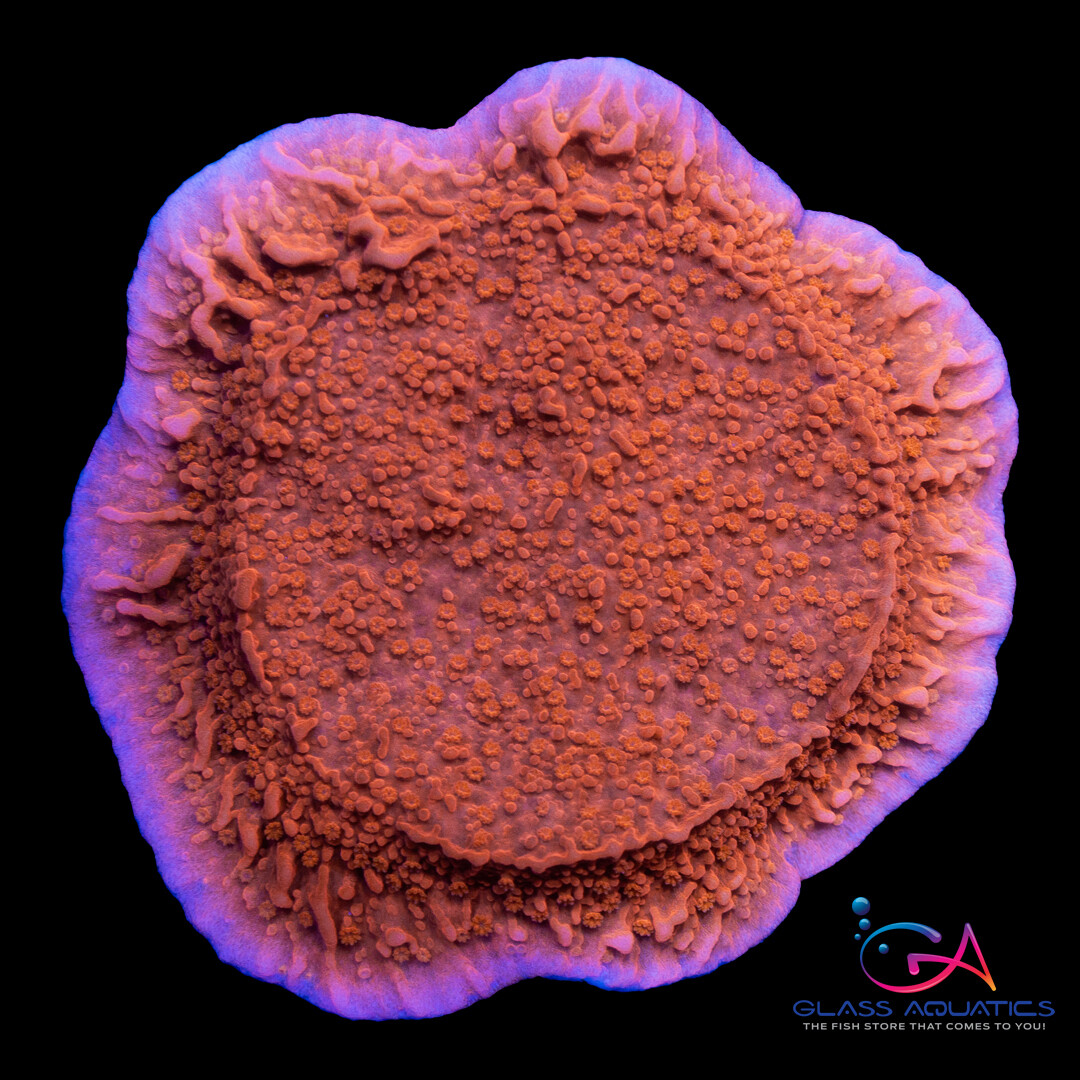 Coral - Frag - Montipora Capricornis - Red