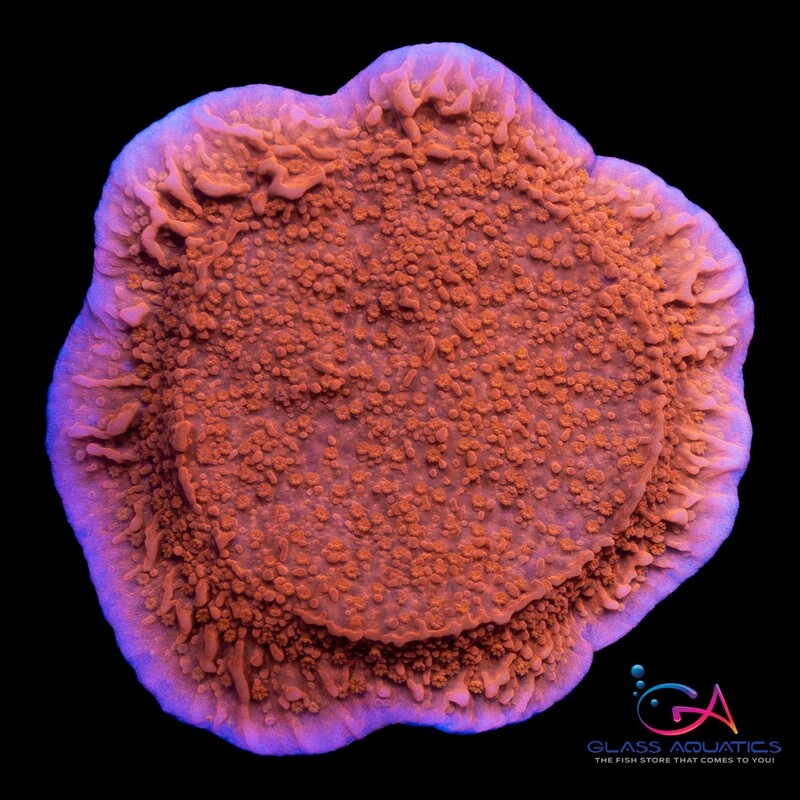 Coral - Frag - Montipora Capricornis - Red