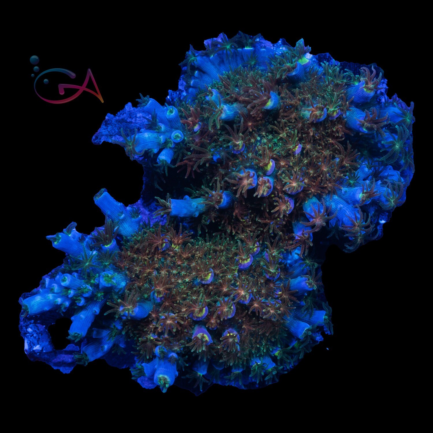 Coral - Frag - Acropora Tenuis - Matt V Rainbow Envy 