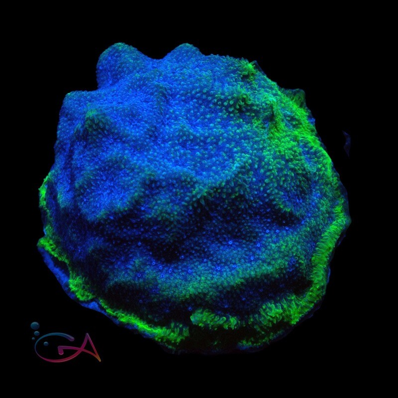 Coral - Frag - Psammocora - Green Rim JF