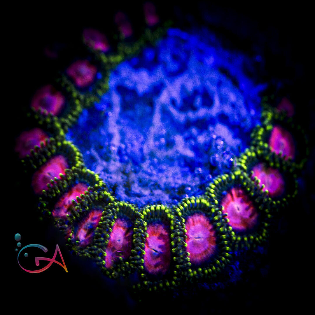 Coral - Frag - Zoa Ghost Halo ECC