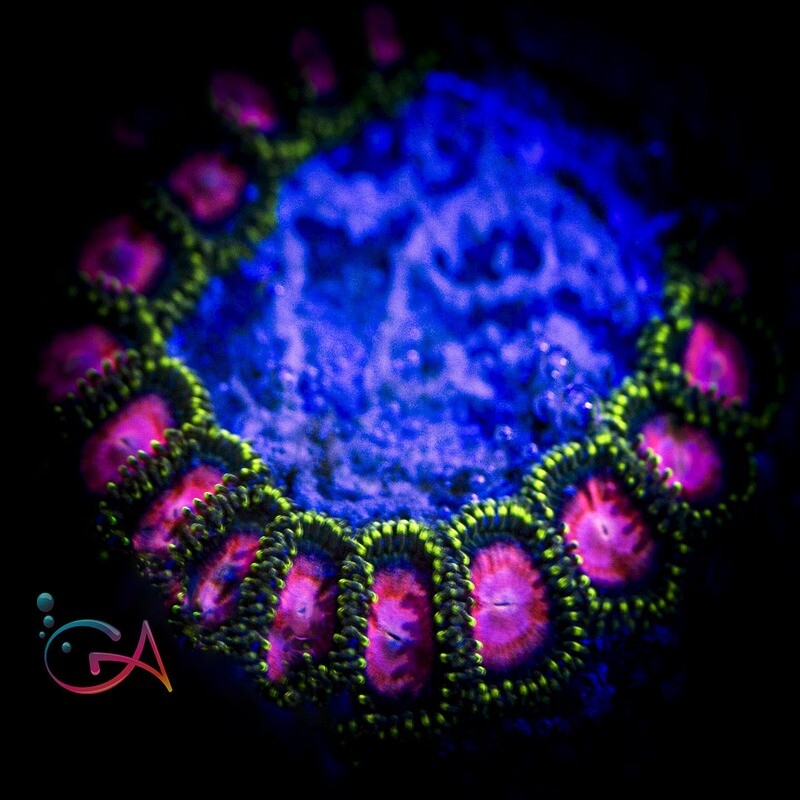 Coral - Frag - Zoa Ghost Halo ECC