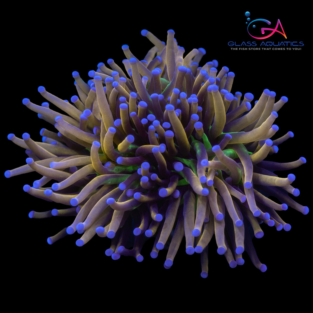 Coral - Frag - Euphyllia Torch - New York Knicks