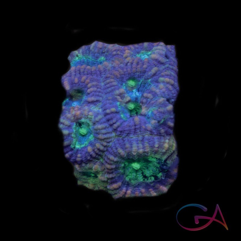 Coral - Frag - Favia Choco-Mint GA