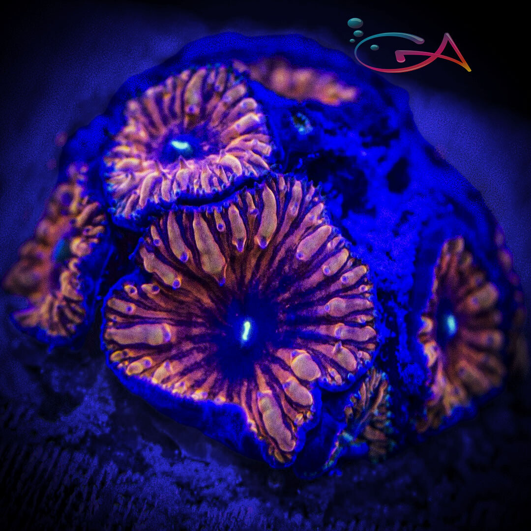 Coral - Frag - Blastomussa Wellsi - Black Widow