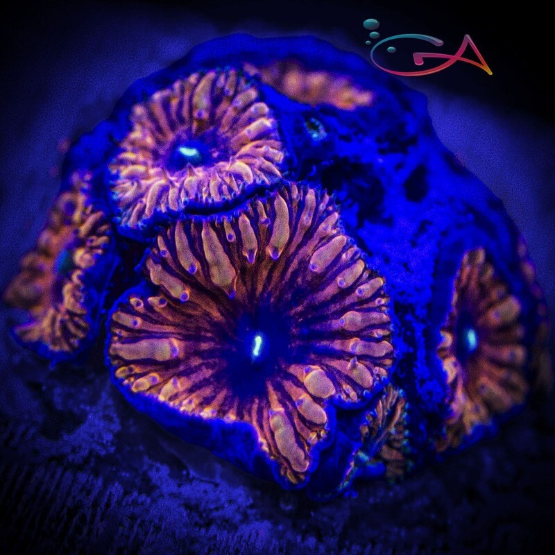 Coral - Frag - Blastomussa Wellsi - Black Widow