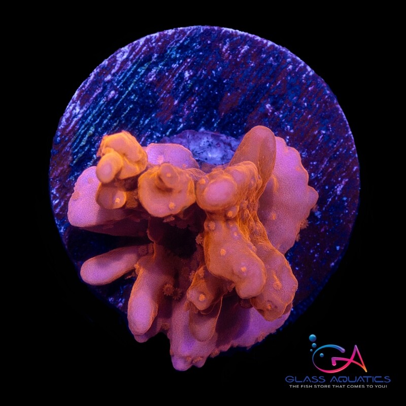 Coral - Frag - Montipora Setosa - Red