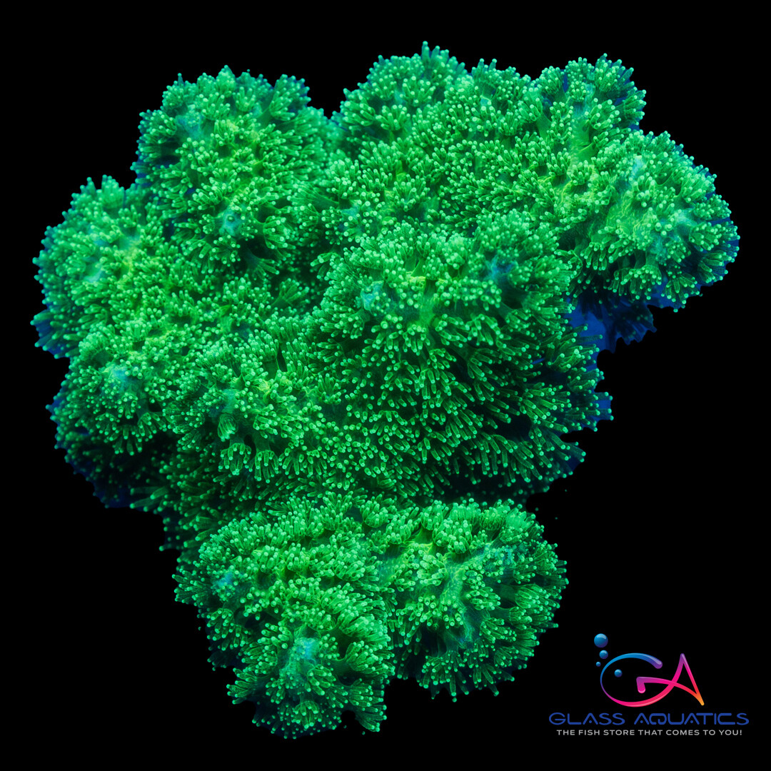 Coral - Frag - Seriatopora Green