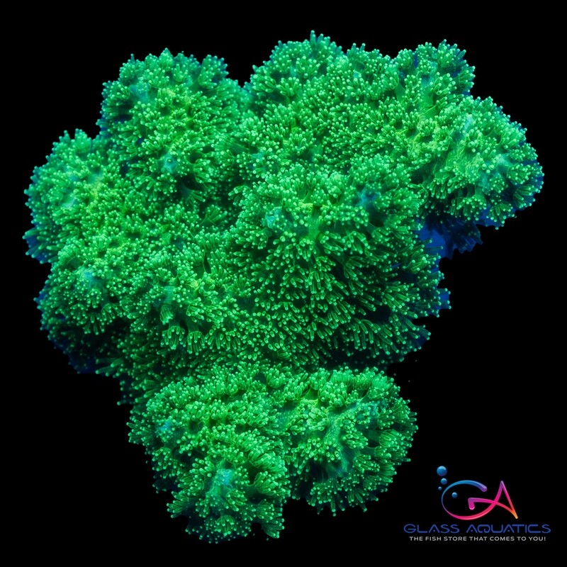Coral - Frag - Seriatopora Green