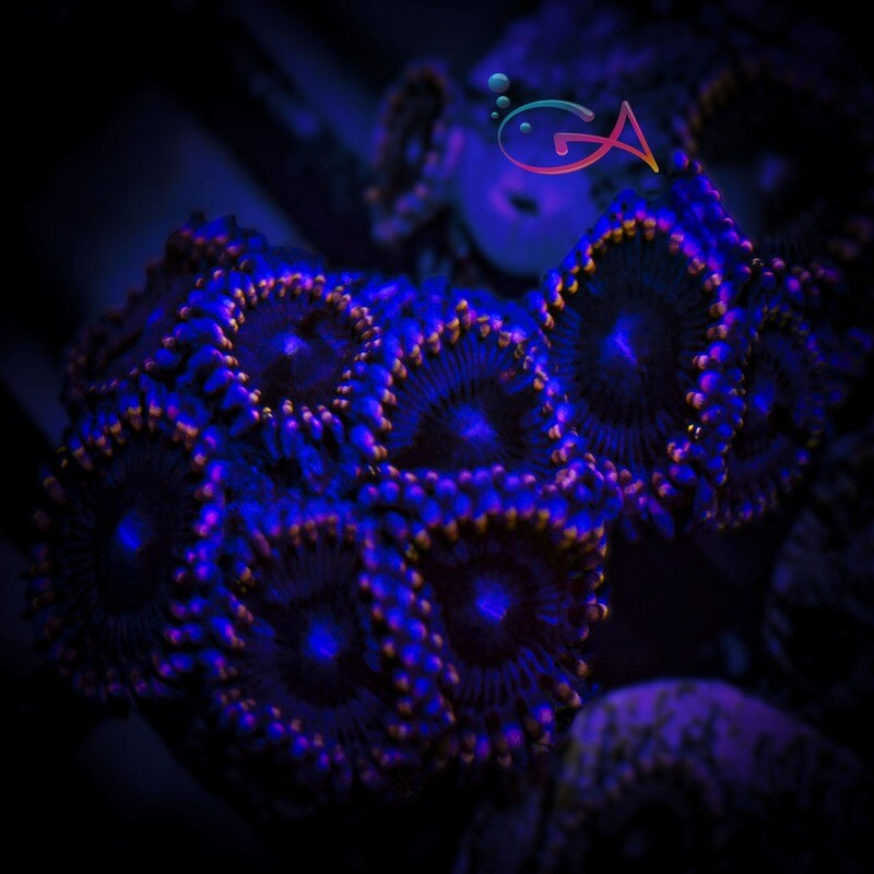 Coral - Frag - Palythoa - Pluto Passion YR