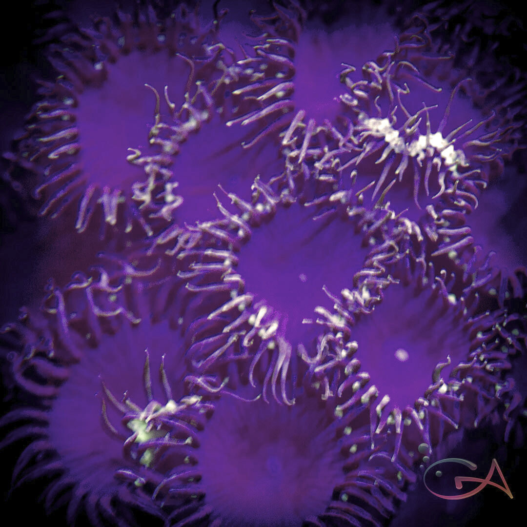 Coral - Frag - Palythoa Purple Death