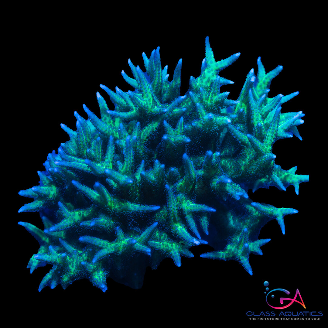 Coral - Frag - Seriatopora Ponape Birdsnest