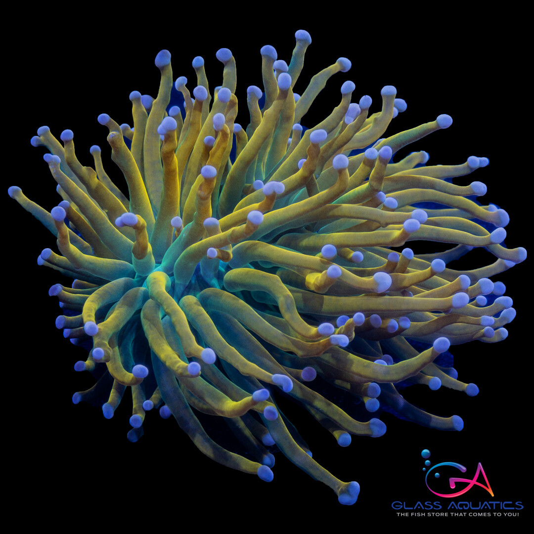 Coral - Frag - Euphyllia Torch - Rapunzel