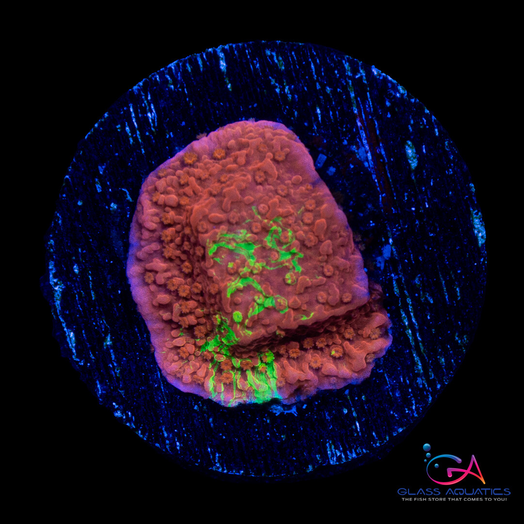 Coral - Frag - Montipora Capricornis - Grafted Red/Green