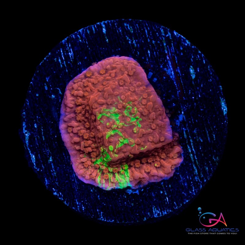 Coral - Frag - Montipora Capricornis - Grafted Red/Green