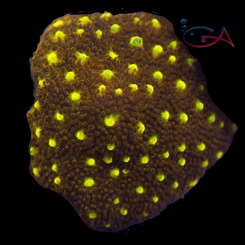 Coral - Frag - Psammocora - Autumn Harvest JF