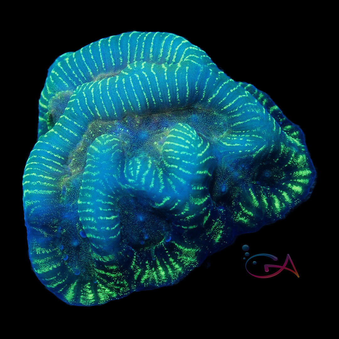 Coral - Frag - Platygyra - Teenage Mutant Ninja Turtle NACL