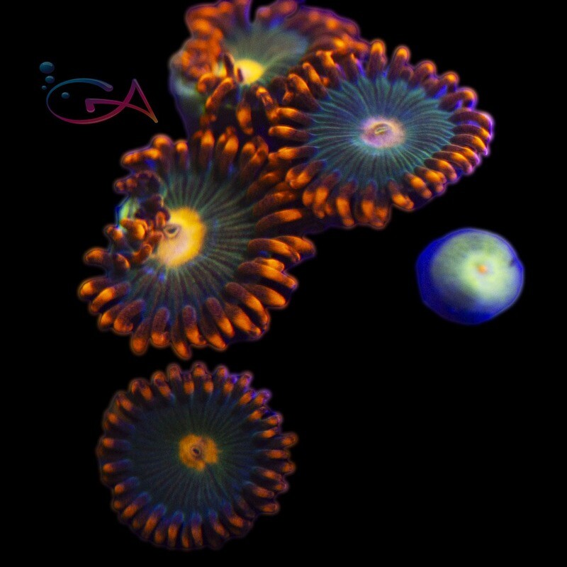 Coral - Frag - Zoa Gatorade