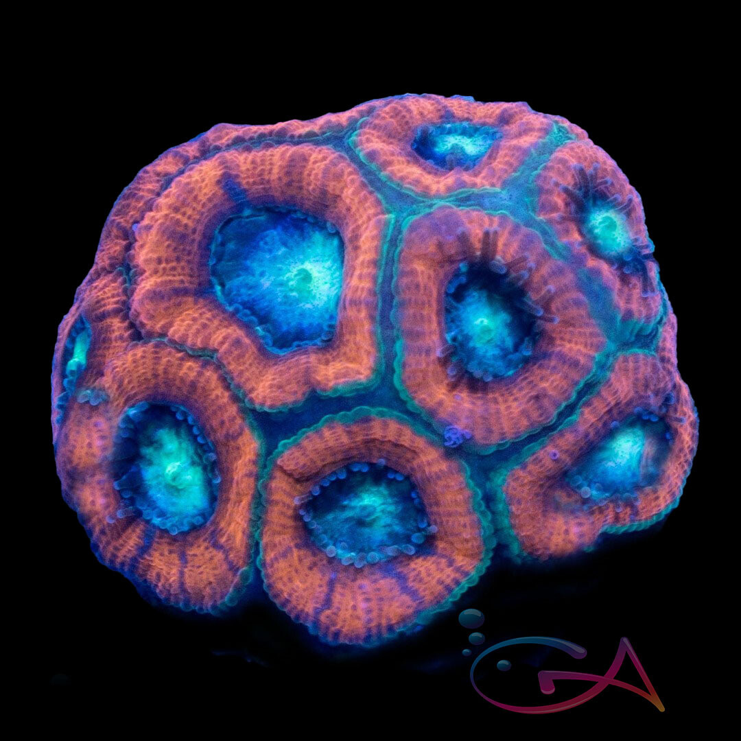 Coral - Frag - Acan Micromussa -Red Velveteen GA