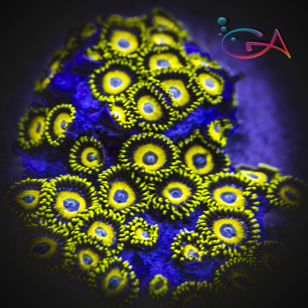 Coral - Frag - Zoa LA Lakers