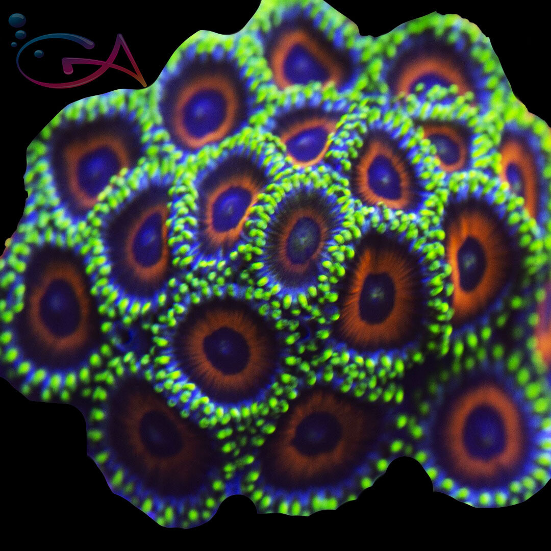 Coral - Frag - Zoa - Eagle Eye