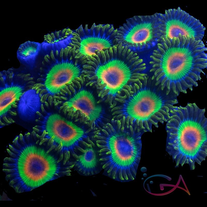 Coral - Frag - Zoa Rasta