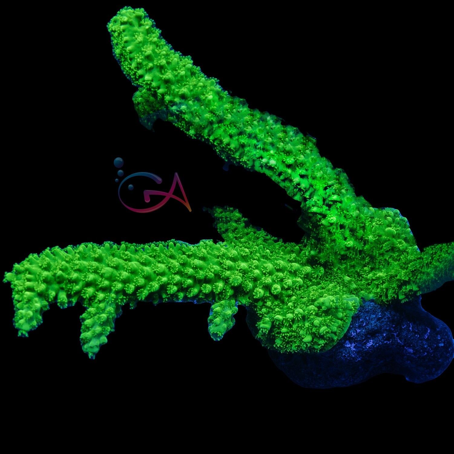 Coral - Frag - Acropora Yongei - Green Slimer