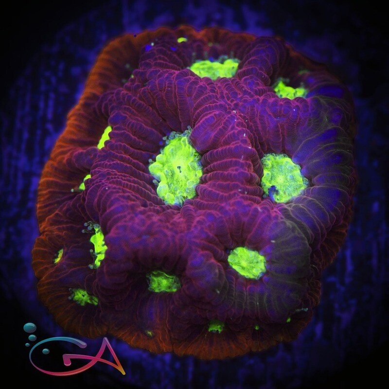 Coral - Frag - Favia - War Coral Red