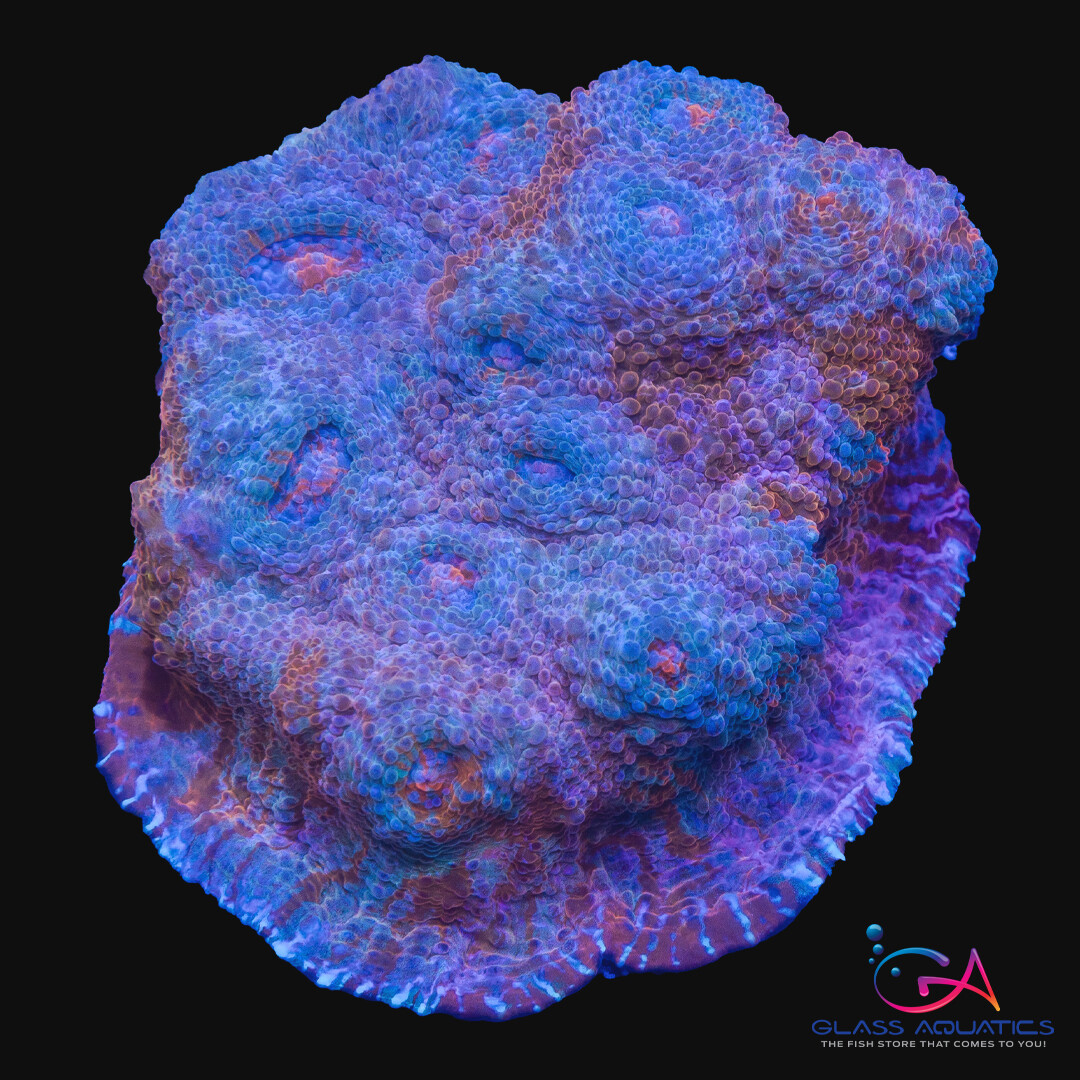 Coral - Frag - Chalice - Goku - Tongues on Fire GA