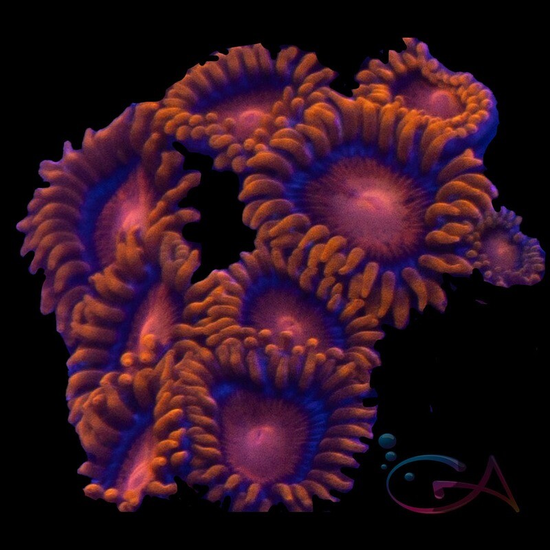 Coral - Frag - Zoa Orange Bam Bam