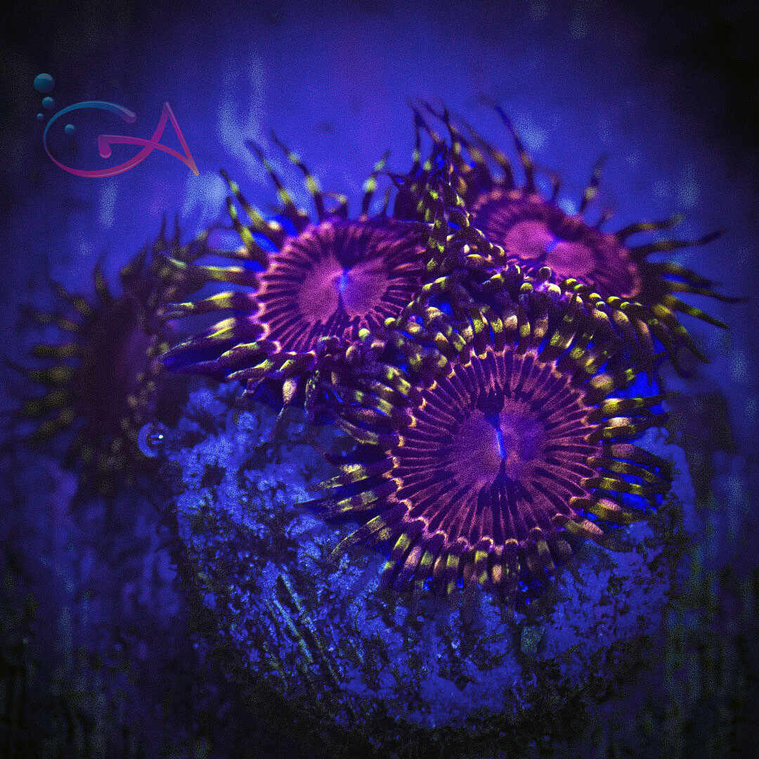 Coral - Frag - Zoa Aphrodite