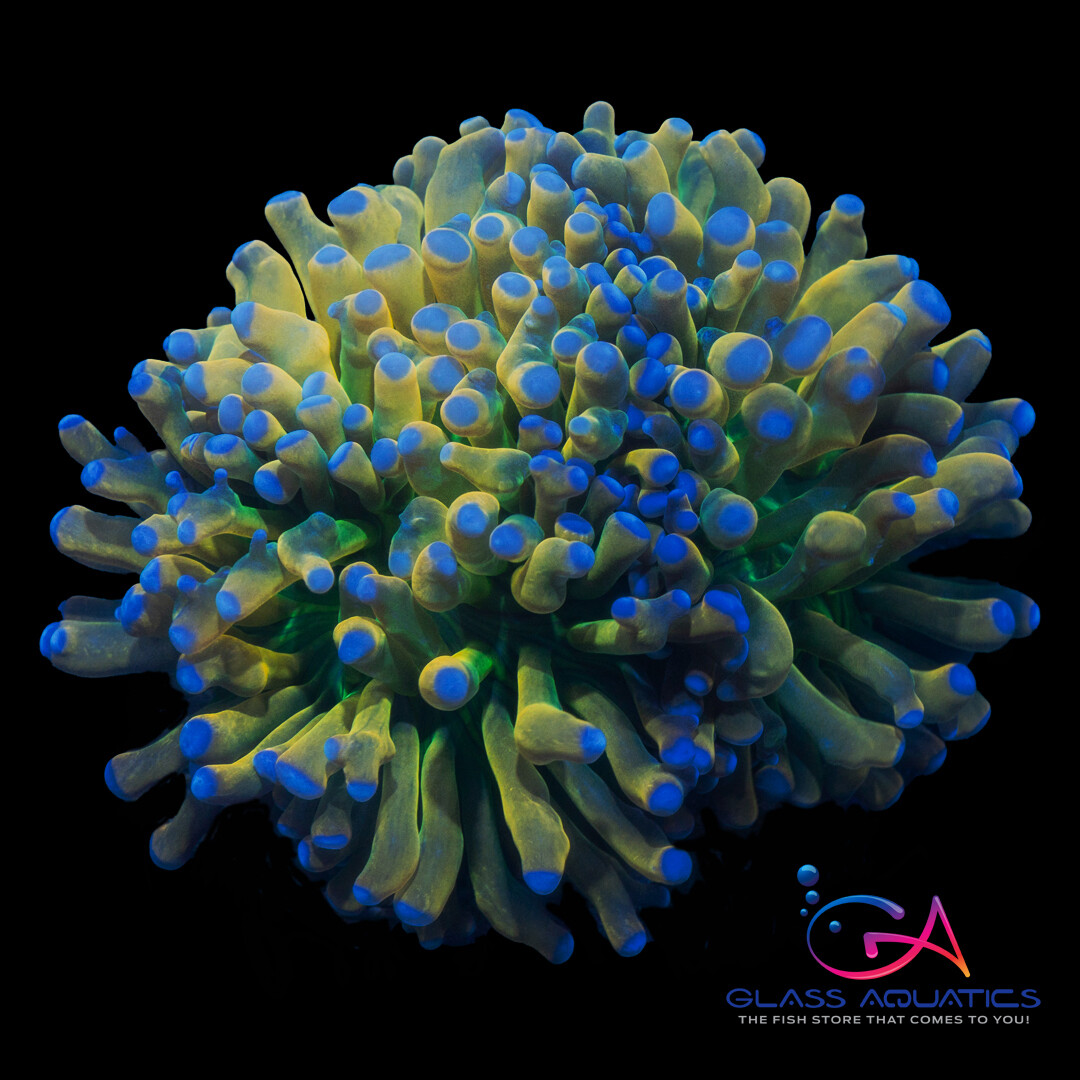 Coral - Frag - Euphyllia Torch - Holy Grail