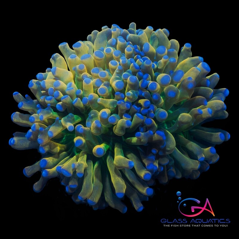 Coral - Frag - Euphyllia Torch - Holy Grail