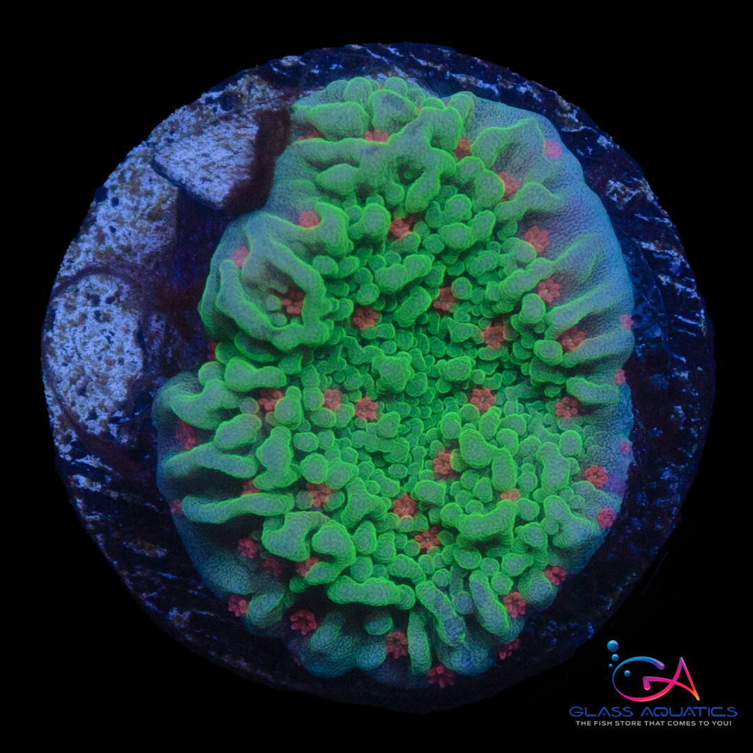 Coral - Frag - Montipora Setosa - Season's Greetings