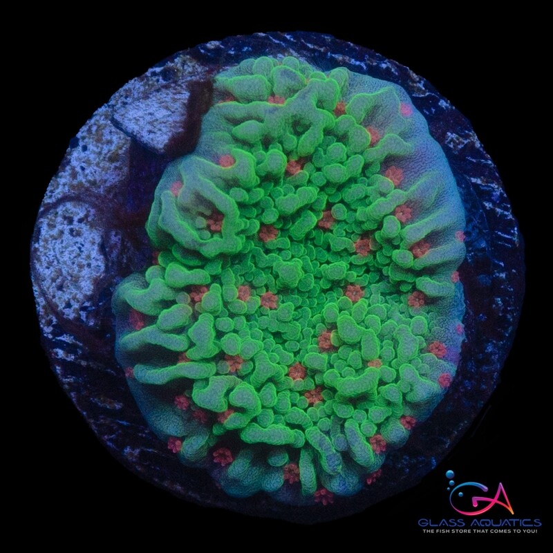 Coral - Frag - Montipora Setosa - Season's Greetings
