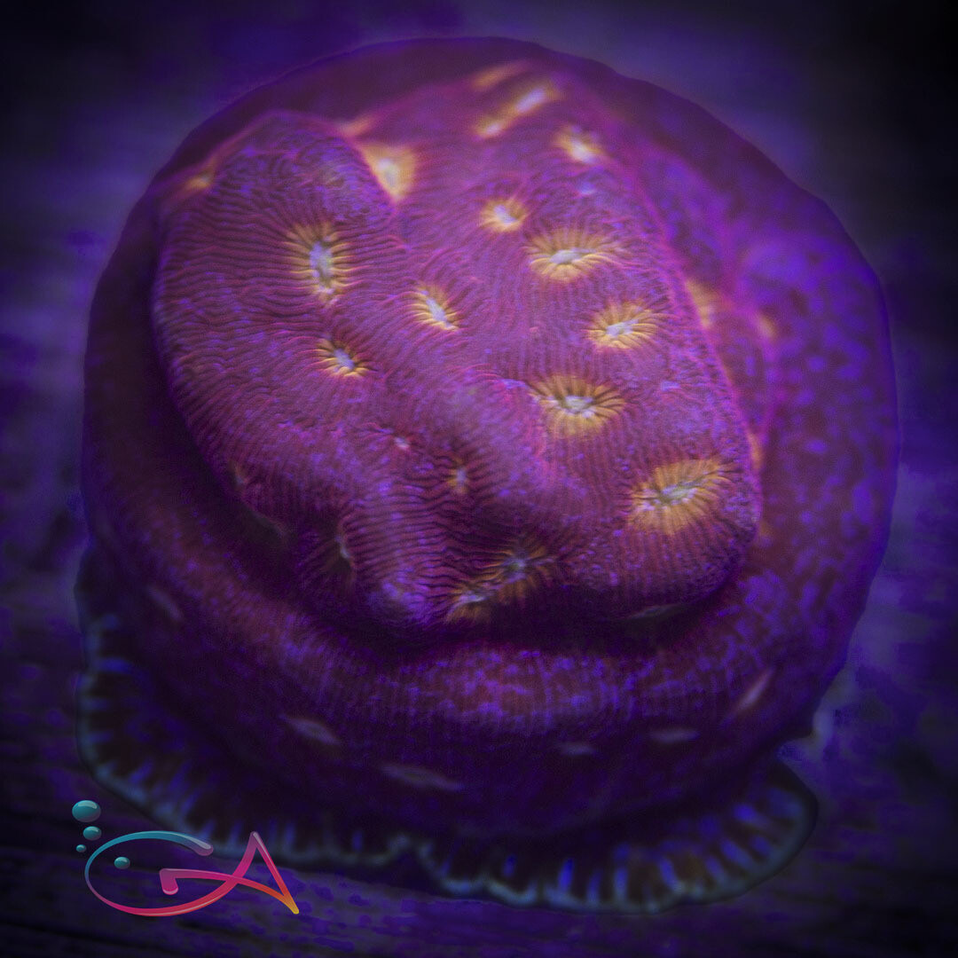 Coral - Frag - Leptoseris - Klepto Lepto JF