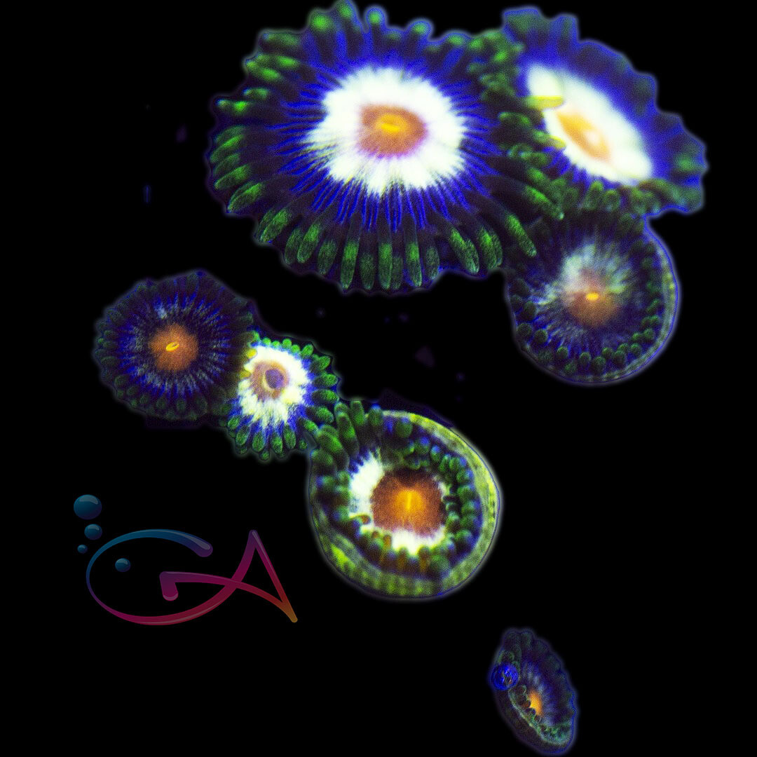 Coral - Frag - Zoa Stargazer/Daisy Cutter