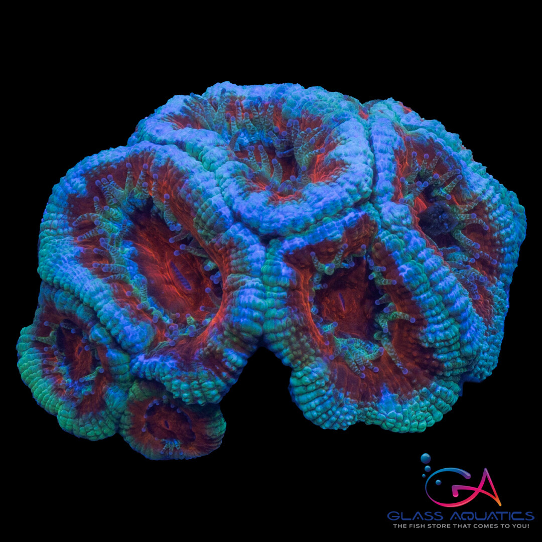 Coral - Frag - Acan Lordhowensis - Smoke & Fire GA