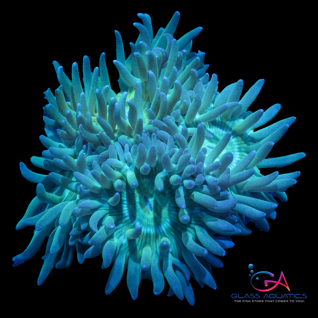 Coral - Frag - Duncan - Neon Green