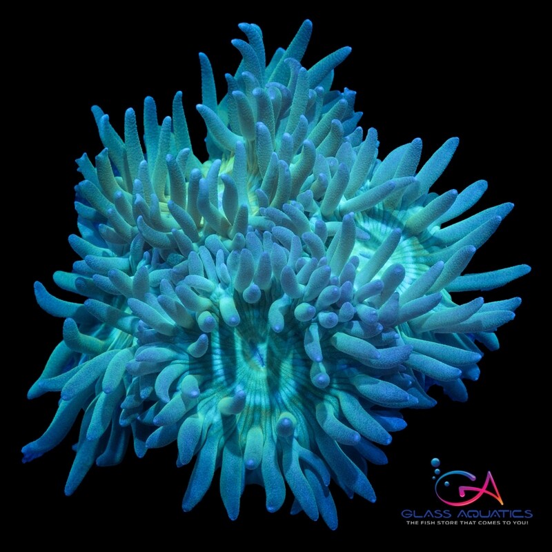 Coral - Frag - Duncan - Neon Green