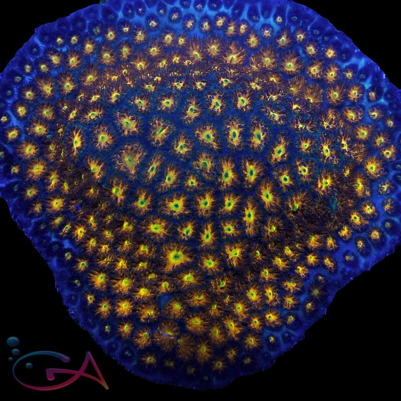 Coral - Frag - Leptastrea - Spit Fire JF