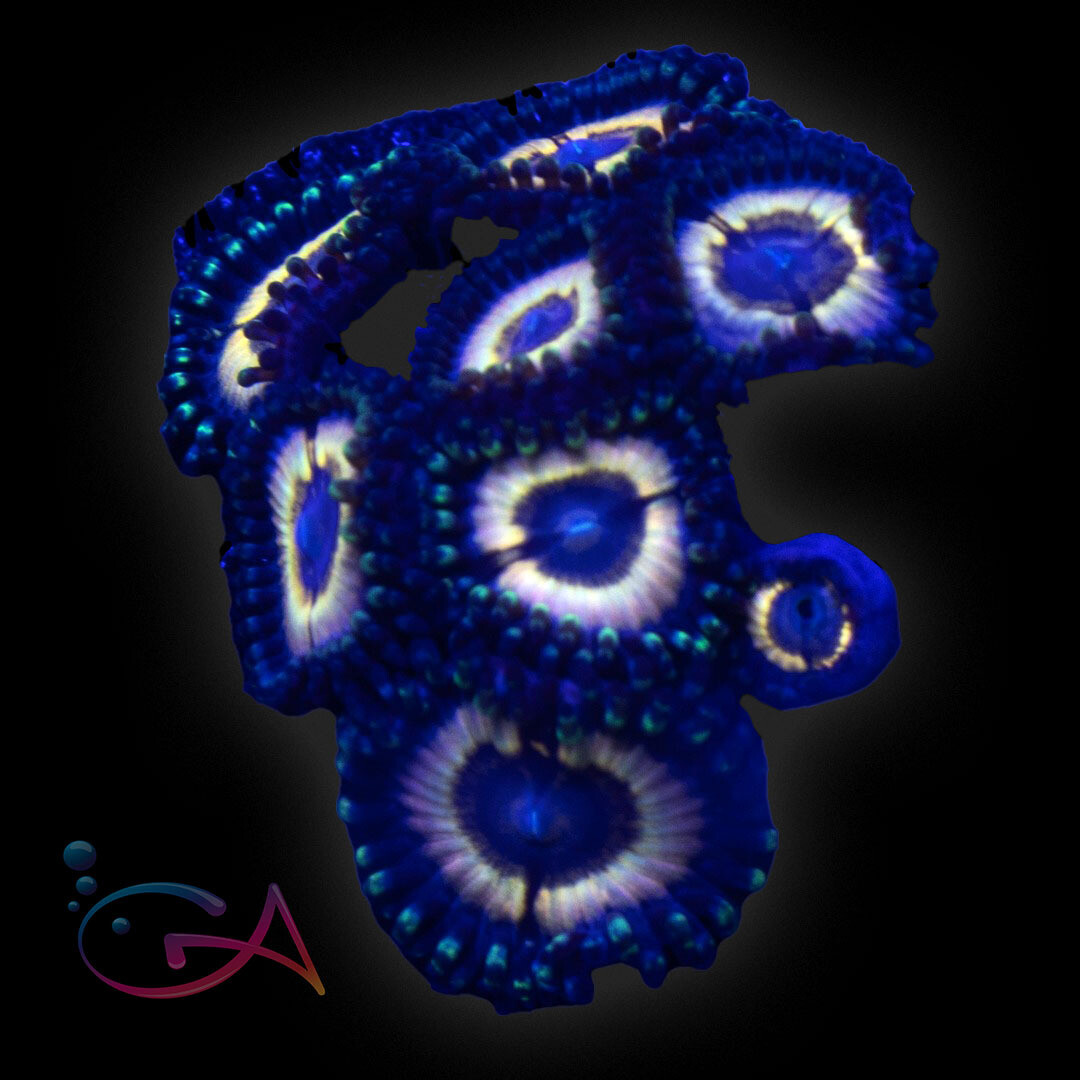 Coral - Frag - Zoa Petroglyph