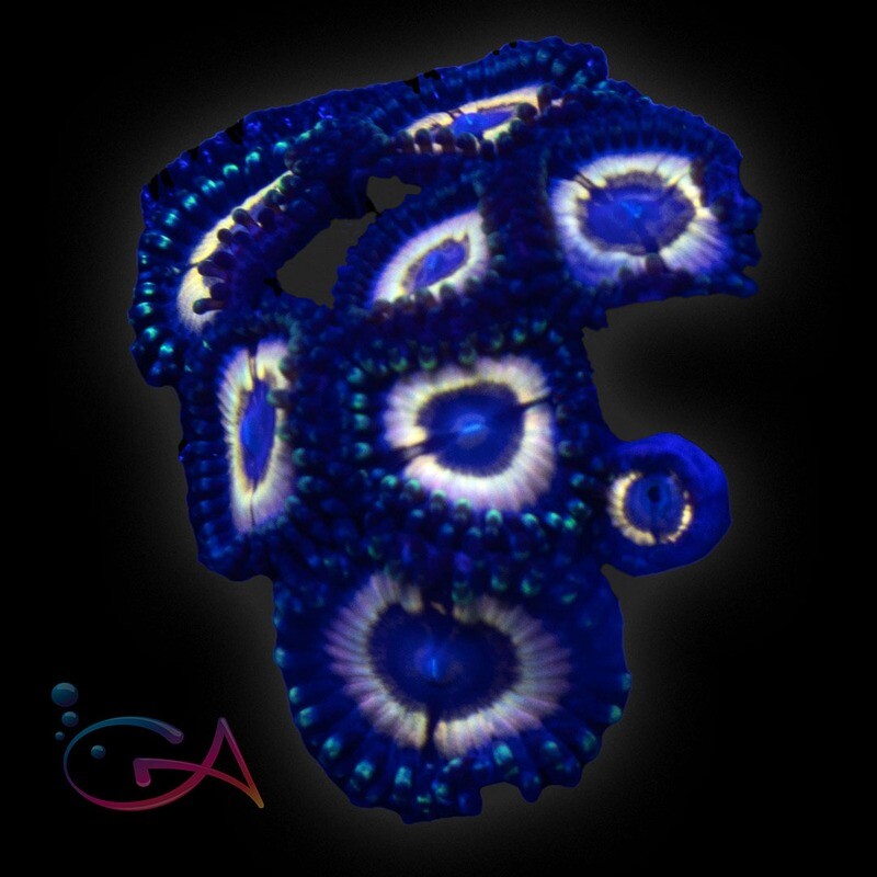 Coral - Frag - Zoa Petroglyph